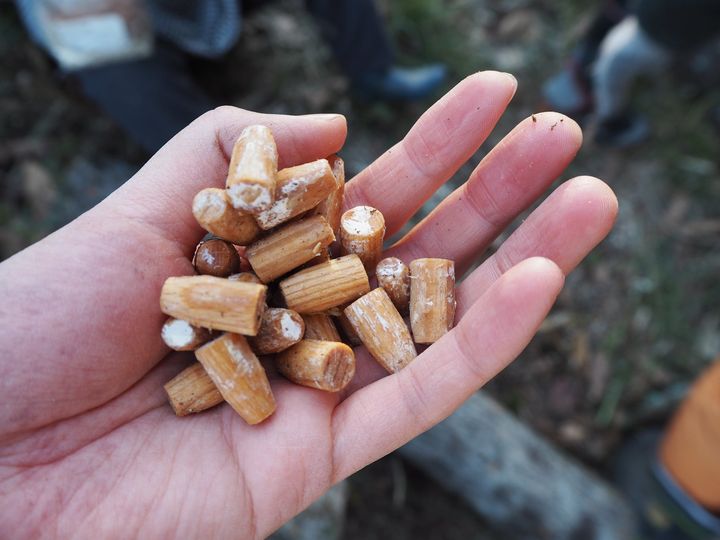 shiitake seeds in hand.jpeg