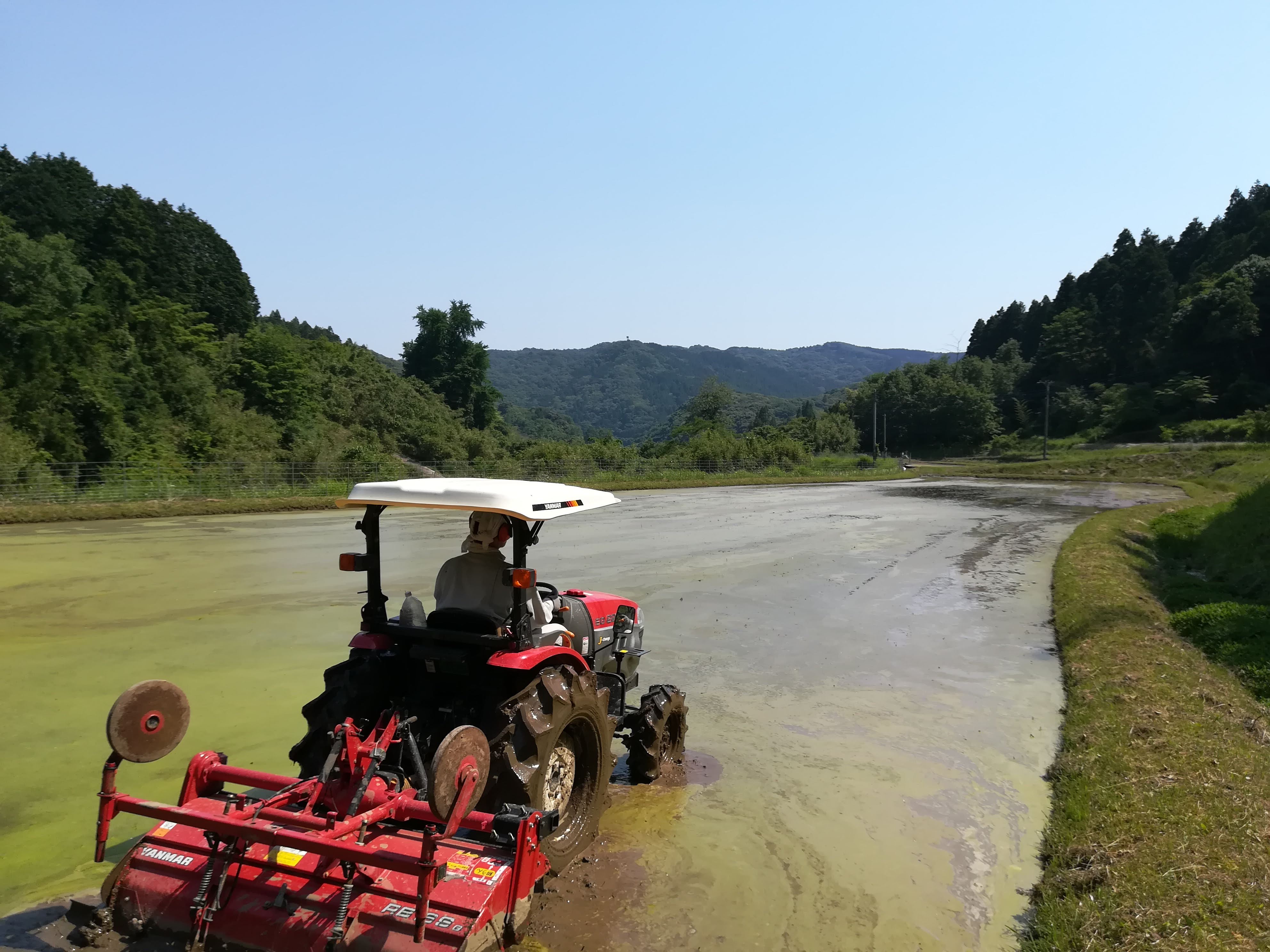 Rice planting 2021