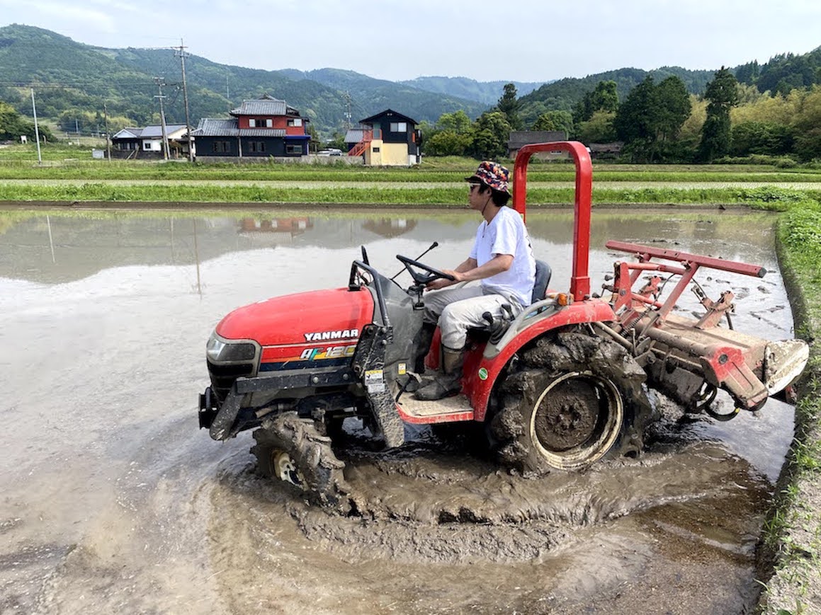 Rice planting