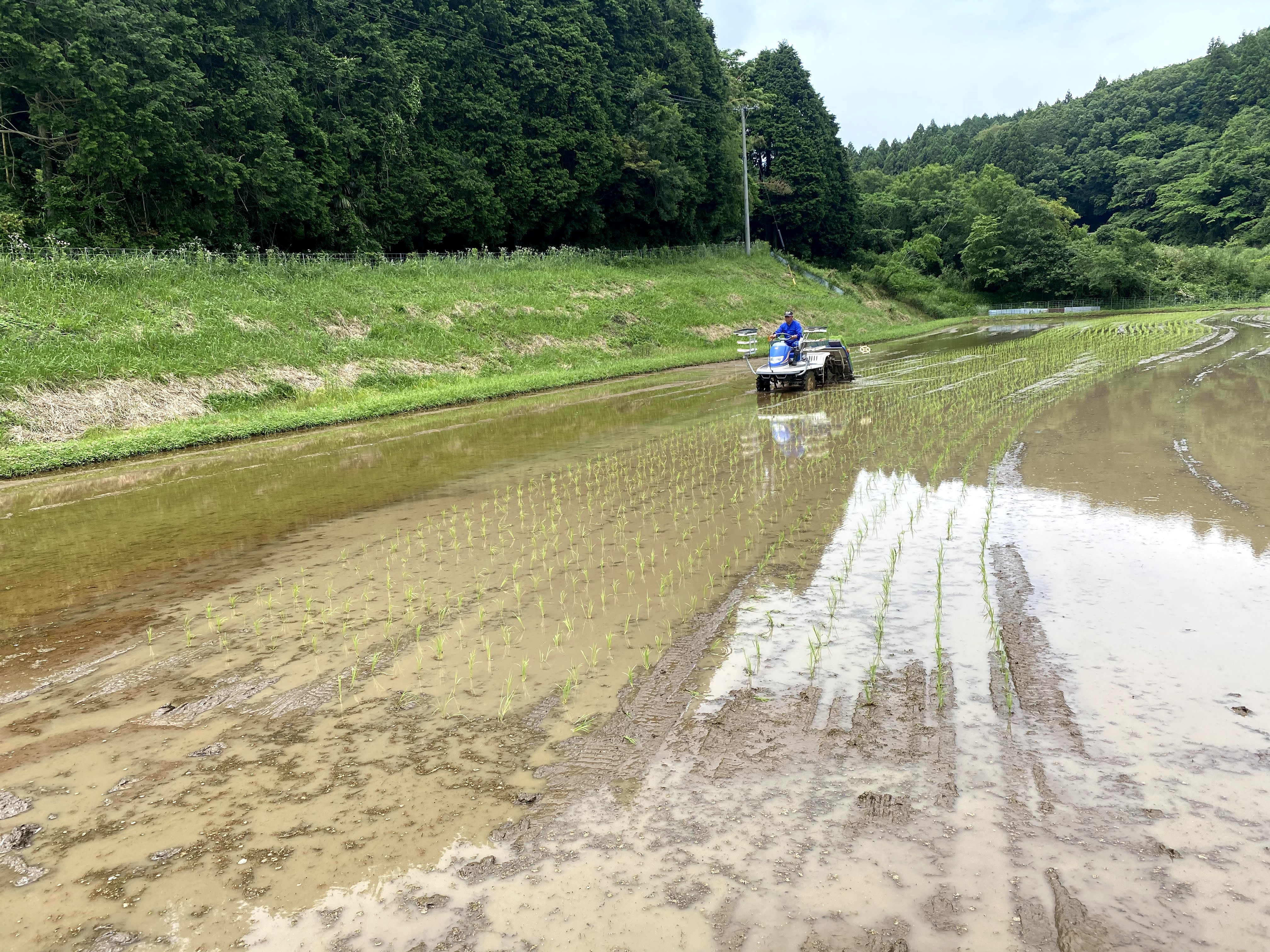 Farming_rice paddies